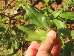 Salix commutata