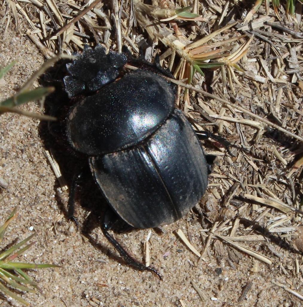 Scarabaeus hottentorum