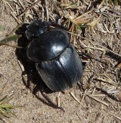 Scarabaeus hottentorum