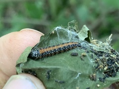 Omphalocera munroei