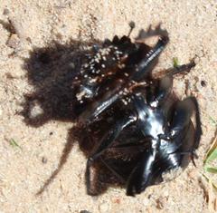 Scarabaeus hottentorum