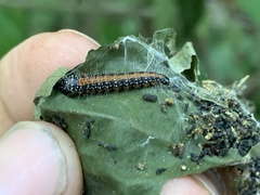 Omphalocera munroei