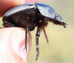 Scarabaeus hottentorum