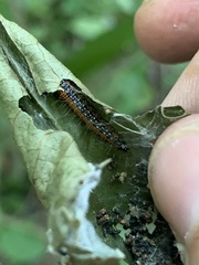 Omphalocera munroei