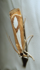 Catoptria mytilella