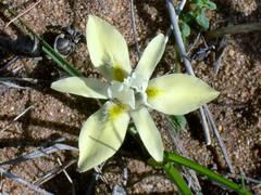 Moraea tricolor