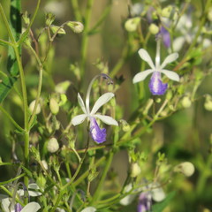 Trichostema arizonicum