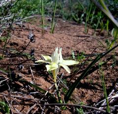 Moraea tricolor