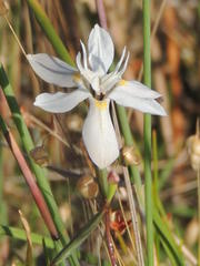 Moraea viscaria