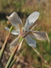 Moraea viscaria