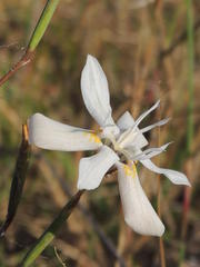 Moraea viscaria