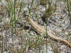 Ichnotropis capensis