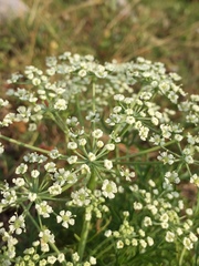 Peucedanum austriacum