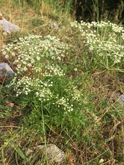 Peucedanum austriacum