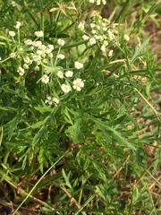 Peucedanum austriacum