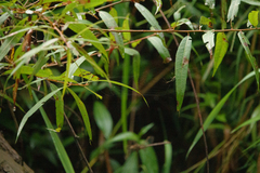 Boyeria vinosa