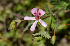 Pelargonium patulum patulum
