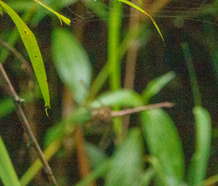 Boyeria vinosa