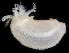 Leptosynapta