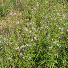 Trichostema arizonicum