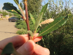 Salix lemmonii