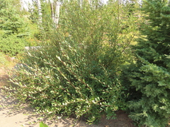 Salix lemmonii