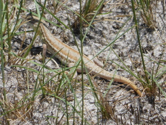 Ichnotropis capensis
