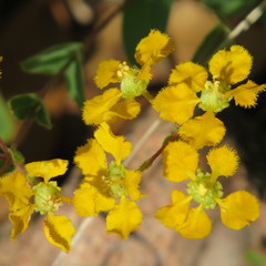 Aspicarpa hirtella
