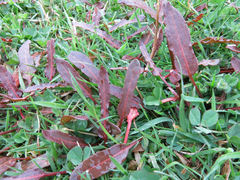 Rumex flexuosus