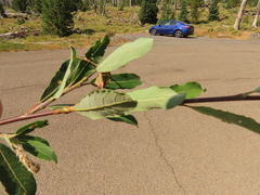 Salix lemmonii