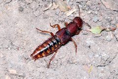 Platydracus vittatus
