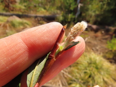 Salix lemmonii