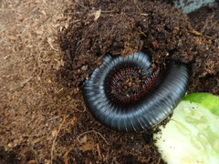 Archispirostreptus gigas