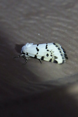 Grotella binda