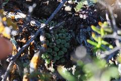 Conophytum ficiforme