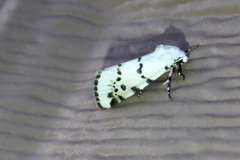 Grotella binda