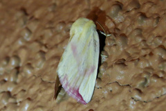 Thurberiphaga diffusa