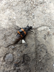 Nicrophorus mexicanus