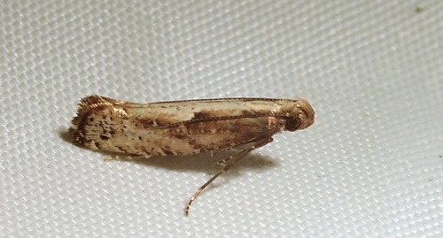 Acrolepiopsis vesperella