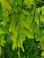 Herpetogramma sphingealis