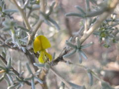 Aspalathus pedunculata