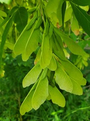 Herpetogramma sphingealis