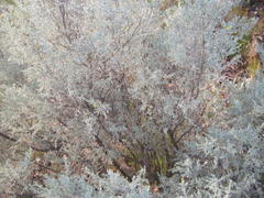 Aspalathus pedunculata