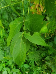 Herpetogramma sphingealis