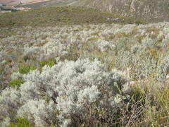 Aspalathus pedunculata