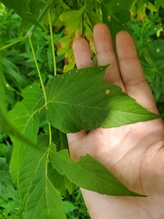 Herpetogramma sphingealis