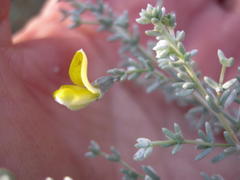 Aspalathus pedunculata