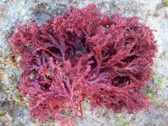 Sphaerococcus coronopifolius