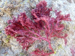 Sphaerococcus coronopifolius