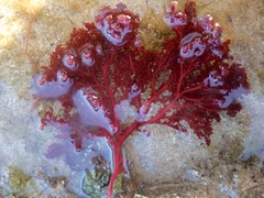 Sphaerococcus coronopifolius